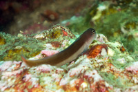 Ecsenius bicolor (Bicolor Coralblenny)