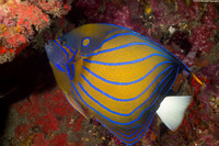 Pomacanthus annularis (Blue-Ringed Angelfish)