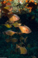Pempheris adusta (Dusky Sweeper)