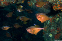 Pempheris adusta (Dusky Sweeper)