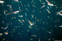 Atherinomorus lacunosus (Robust Silverside)