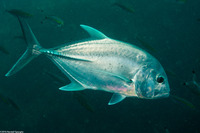 Caranx ignobilis (Giant Trevally)