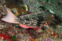 Scarus rubroviolaceus (Redlip Parrotfish)
