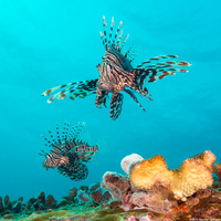 Pterois miles (Indian Lionfish)