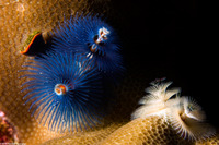 Spirobranchus sp.1 (Christmas Tree Worm)