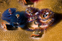 Spirobranchus sp.1 (Christmas Tree Worm)