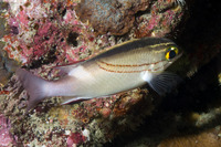 Scolopsis bilineata (Bridled Monocle Bream)