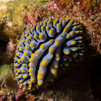 Phyllidia varicosa (Varicose Phyllidia)