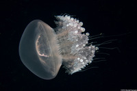 Crambione mastigophora (Rhizostome Jellyfish)