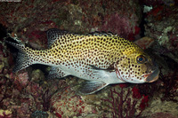 Plectorhinchus chaetodonoides (Many-Spotted Sweetlips)