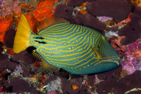 Balistapus undulatus (Orange-Lined Triggerfish)