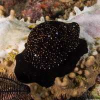 Ovula ovum (Common Egg Cowry)