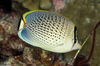 Chaetodon guttatissimus (Spotted Butterflyfish)