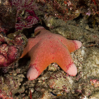 Choriaster granulatus (Granular Sea Star)