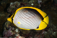 Chaetodon melannotus (Black-Backed Butterflyfish)