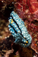 Aldisa erwinkoehleri (Aldisa Erwinkoehleri)