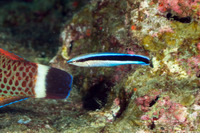 Labroides dimidiatus (Bluestreak Cleaner Wrasse)