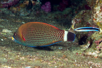 Pseudodax moluccanus (Chiseltooth Wrasse)