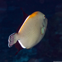 Melichthys indicus (Indian Triggerfish)