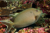 Siganus stellatus (Honeycomb Rabbitfish)