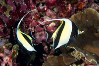 Zanclus cornutus (Moorish Idol)