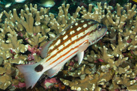 Lutjanus decussatus (Checkered Snapper)