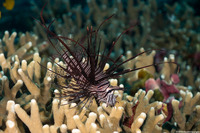 Pterois miles (Indian Lionfish)