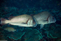 Plectorhinchus gibbosus (Blubberlip)