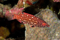 Bodianus diana (Diana's Hogfish)