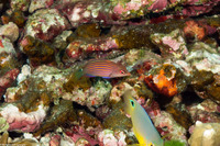 Pseudocheilinus hexataenia (Sixstripe Wrasse)