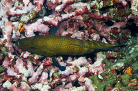 Cephalopholis argus (Peacock Grouper)