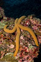 Linckia guildingi (Green Linckia)