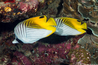Chaetodon auriga (Threadfin Butterflyfish)