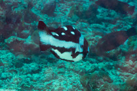 Macolor niger (Black Snapper)