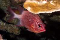 Sargocentron caudimaculatum (Tailspot Squirrelfish)