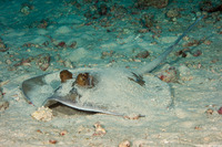 Neotrygon kuhlii (Blue-Spotted Stingray)