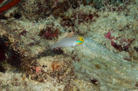 Valenciennea strigata (Bluestreak Goby)