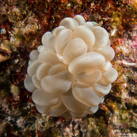 Plerogyra sinuosa (Pearl Bubble Coral)