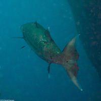 Sphyraena barracuda (Great Barracuda)