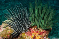 Anneissia bennetti (Bennett's Feather Star)