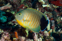 Centropyge eibli (Blacktail Angelfish)