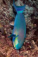 Chlorurus strongylocephalus (Roundhead Parrotfish)