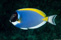 Acanthurus leucosternon (Powderblue Surgeonfish)