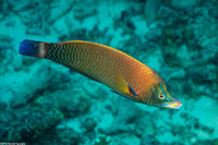 Pseudodax moluccanus (Chiseltooth Wrasse)