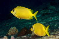 Siganus puelloides (Blackeye Rabbitfish)