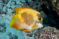 Ctenochaetus truncatus (Yelloweye Bristletooth)