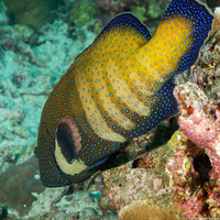 Cephalopholis argus (Peacock Grouper)
