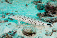 Parapercis hexophtalma (Speckled Sandperch)