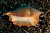 Lambis truncata (Giant Spider Conch)