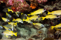 Lutjanus kasmira (Bluestripe Snapper)